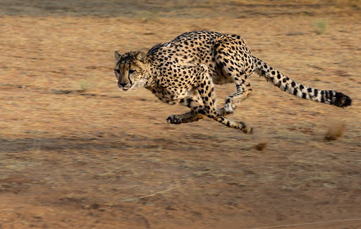 cheetah cheetah