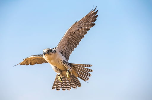 Falcon