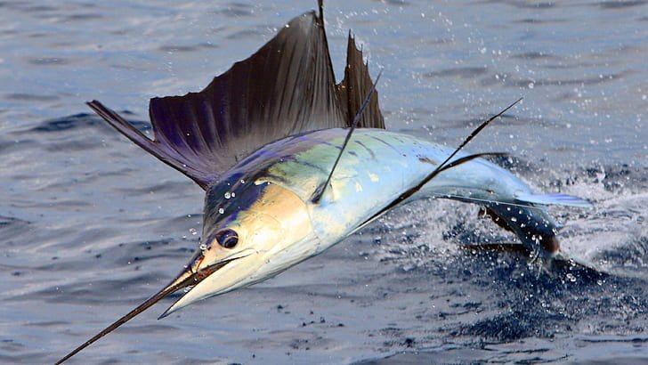 sailfish sailfish